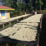 Kambarare. Café de Kenia - Artisancoffee