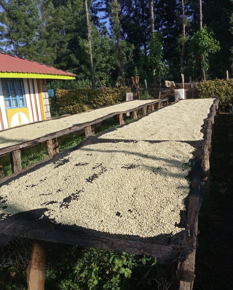 Kambarare. Café de Kenia - Artisancoffee
