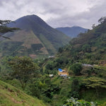 La Fabrica de nubes. Café de Colombia. Lavado - Artisancoffee