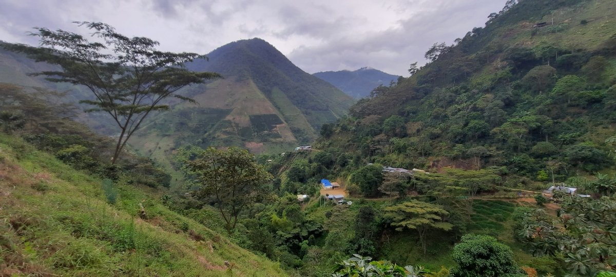 La Fabrica de nubes. Café de Colombia. Lavado - Artisancoffee