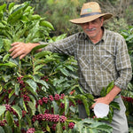 Las Moritas. Café de Guatemala. Pacamara rojo - Artisancoffee