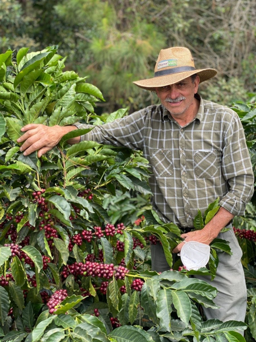Las Moritas. Café de Guatemala. Pacamara rojo - Artisancoffee