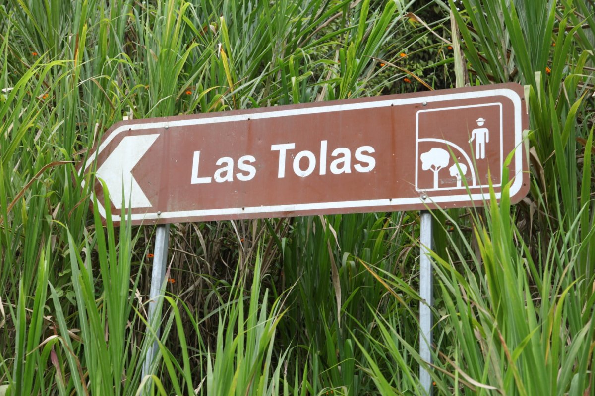 Las Tolas. Café de Ecuador. Fermentación Carbónica - Artisancoffee