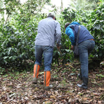 Las Tolas. Café de Ecuador. Fermentación Carbónica - Artisancoffee