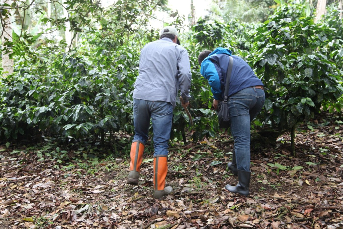 Las Tolas. Café de Ecuador. Fermentación Carbónica - Artisancoffee