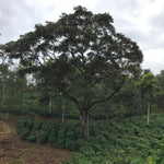 Las Tolas. Café de Ecuador. Fermentación Carbónica - Artisancoffee