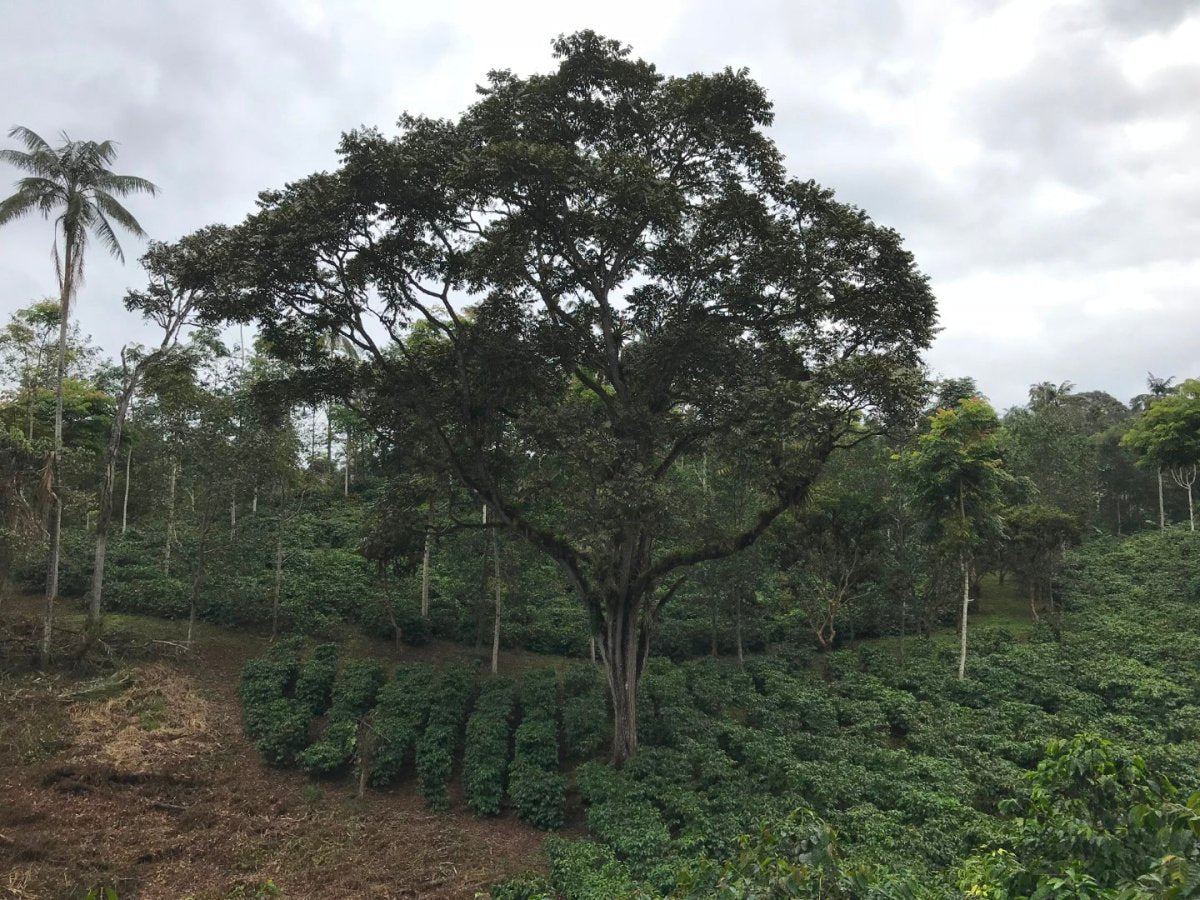 Las Tolas. Café de Ecuador. Fermentación Carbónica - Artisancoffee