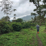 Las Tolas. Café de Ecuador. Fermentación Carbónica - Artisancoffee