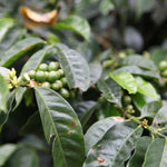 Las Tolas. Café de Ecuador. Fermentación Carbónica - Artisancoffee