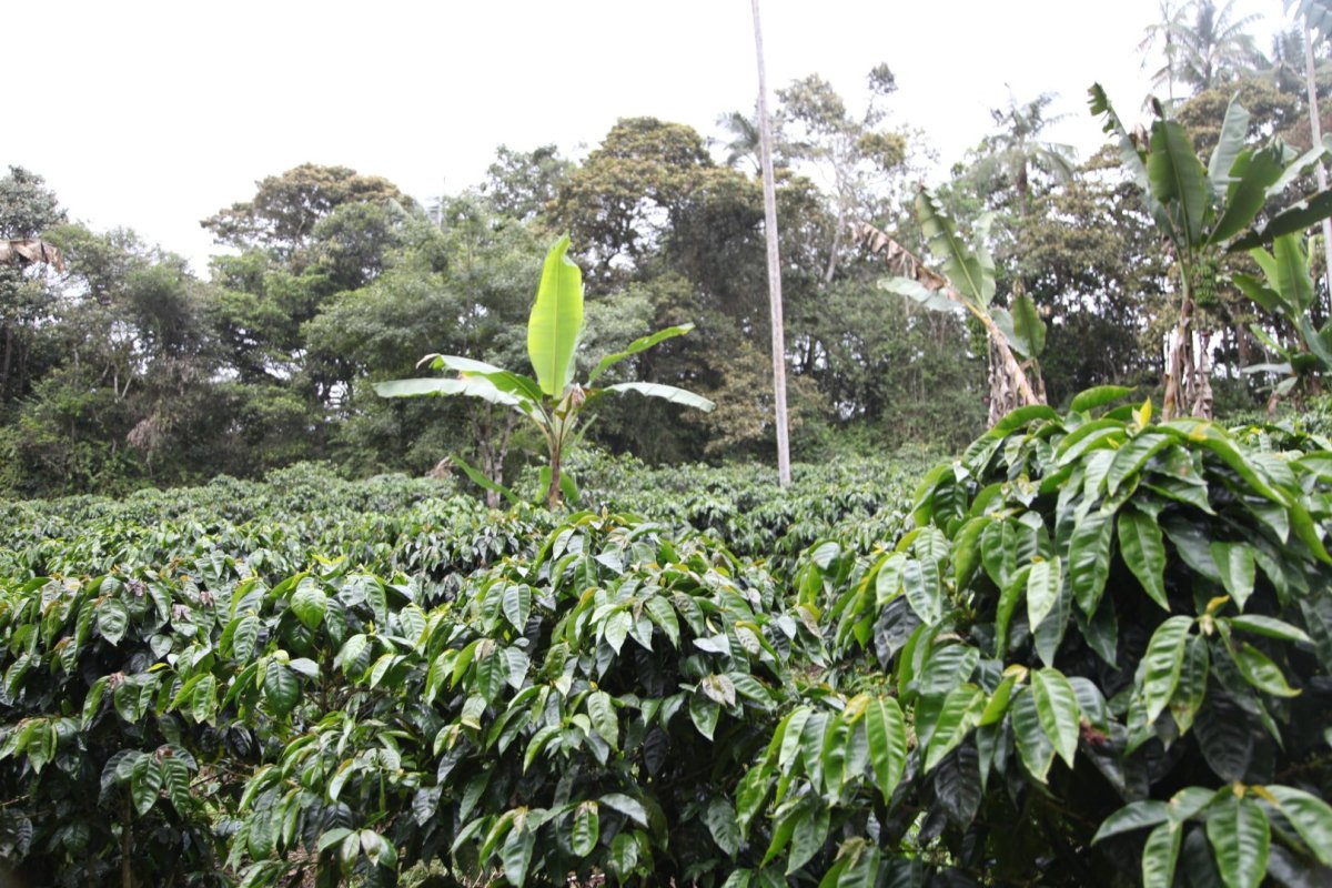 Las Tolas. Café de Ecuador. Fermentación Carbónica - Artisancoffee