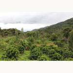 Marcial Olivera. Café de Perú - Artisancoffee