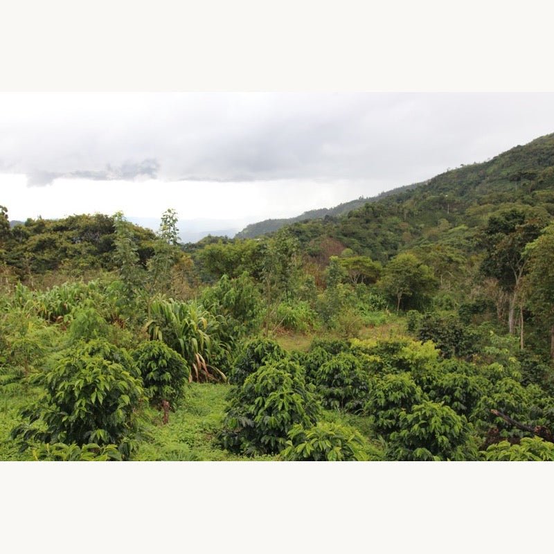 Marcial Olivera. Café de Perú - Artisancoffee