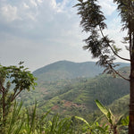 Mbilima. Café de Rwanda. Natural - Artisancoffee