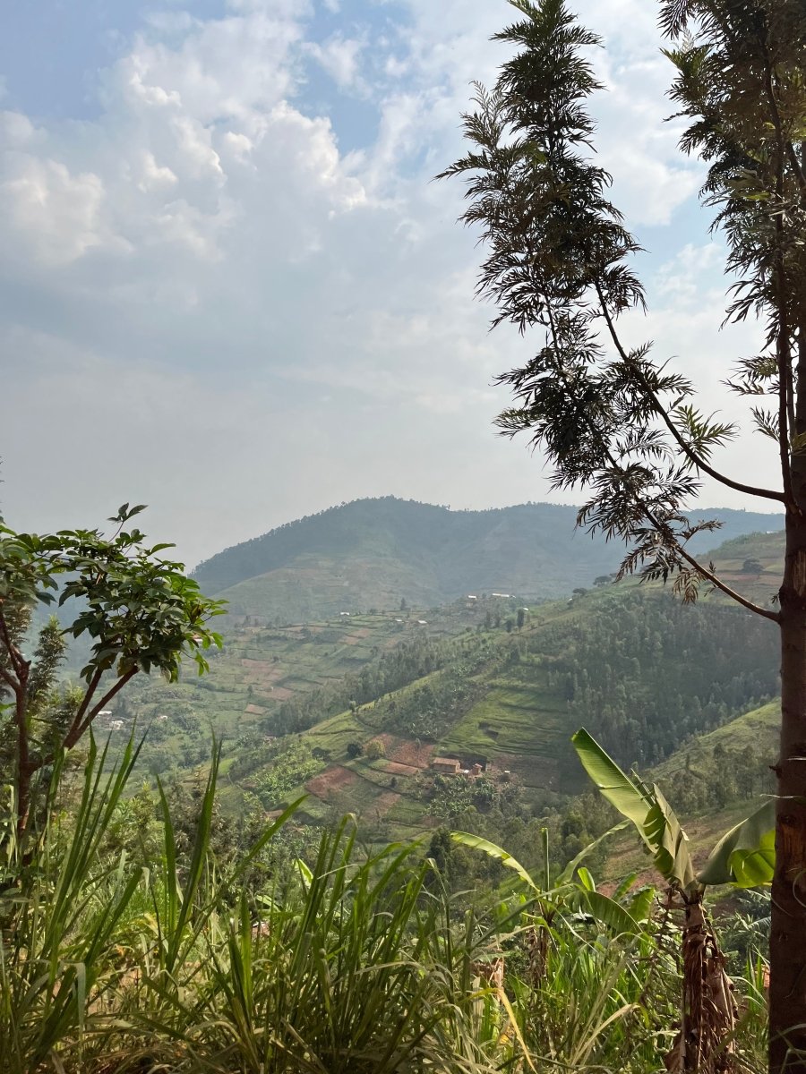 Mbilima. Café de Rwanda. Natural - Artisancoffee
