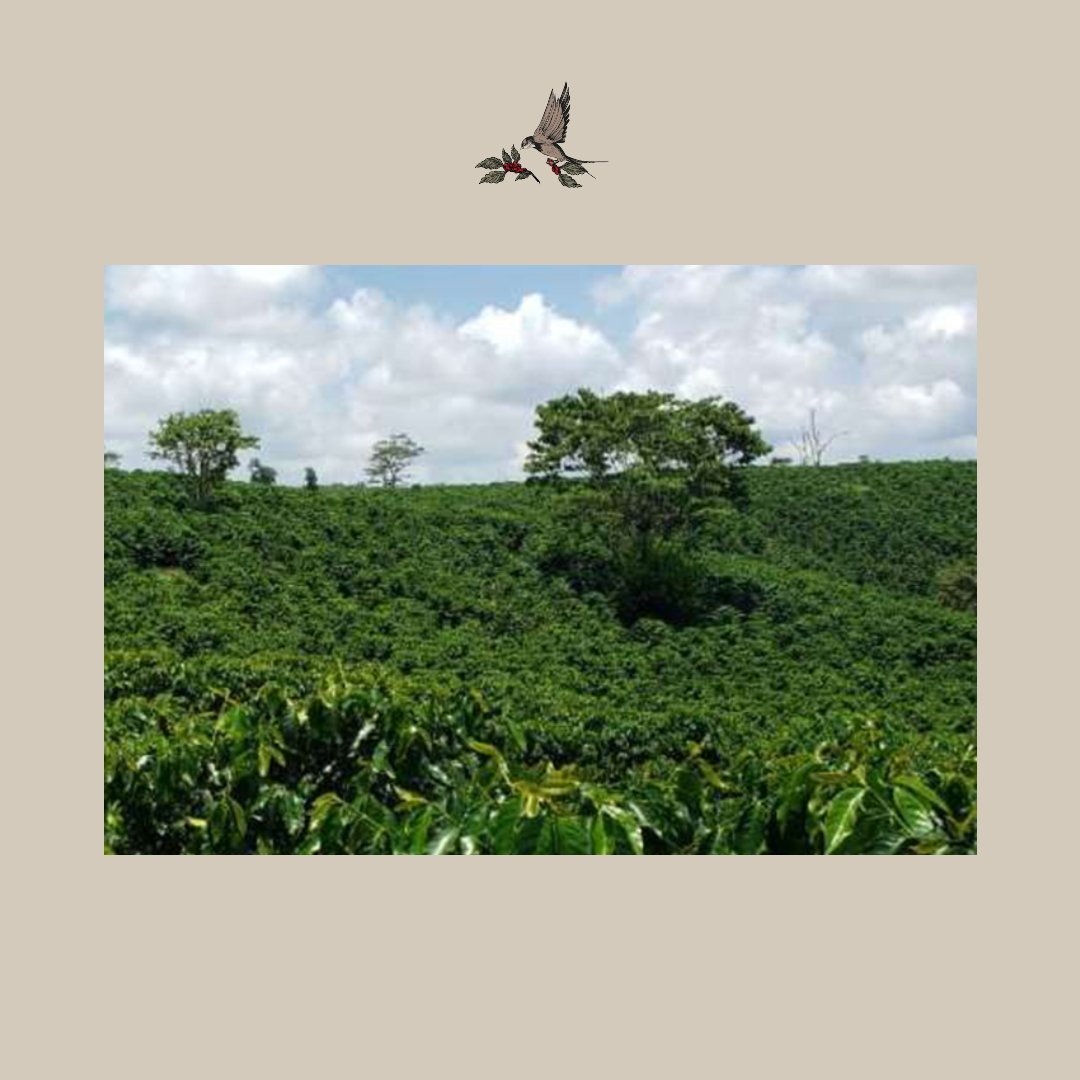 Nahua. Mexico - Artisancoffee