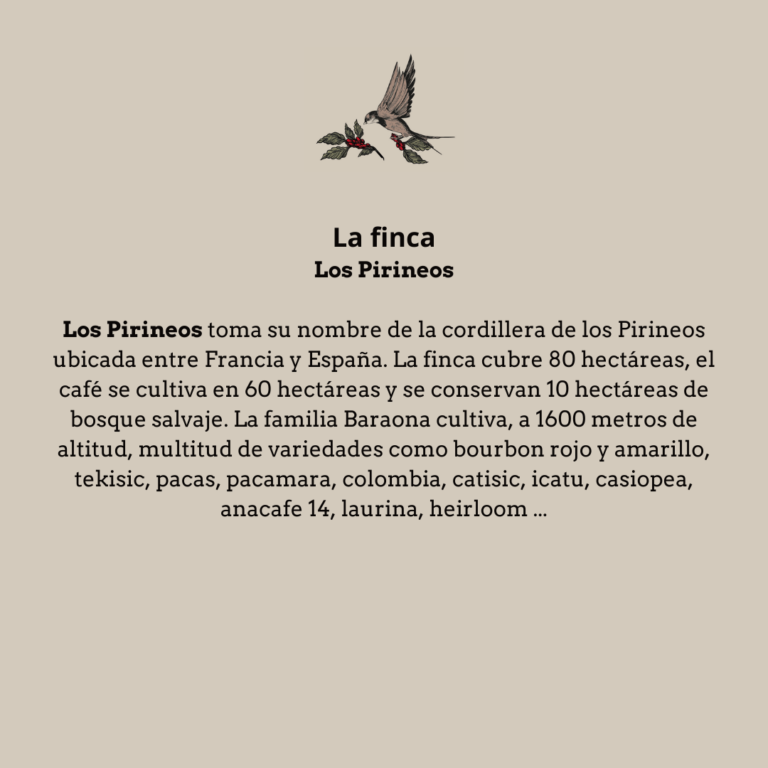 Pirineos. Bourbon Naranja. El Salvador - Artisancoffee