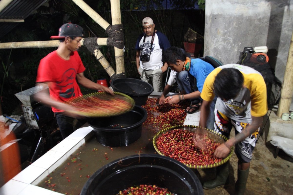 Radiophare. Café de Indonesia - Artisancoffee