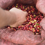San Carlos. Café de Guatemala - Artisancoffee