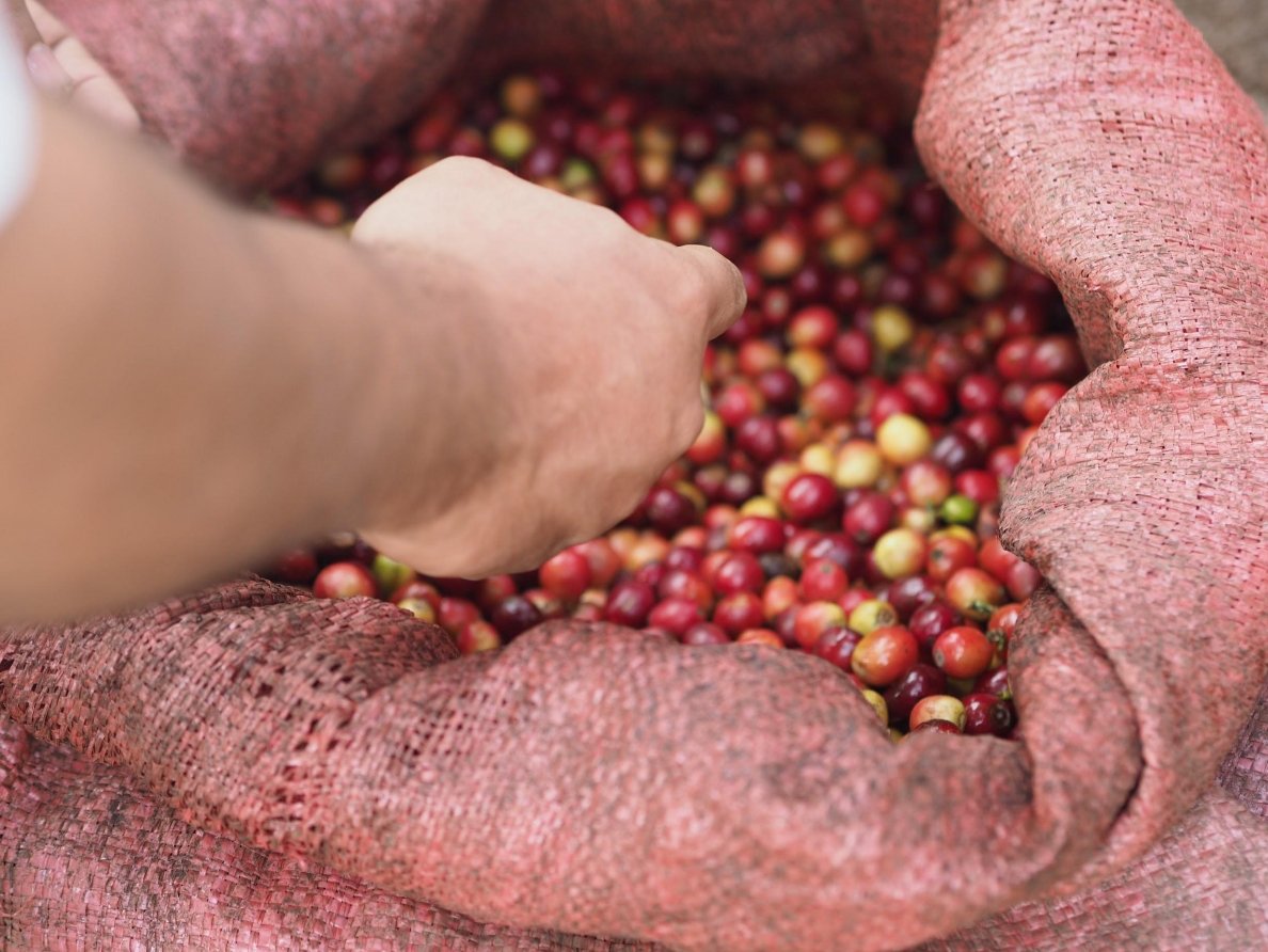 San Carlos. Café de Guatemala - Artisancoffee