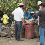 San Carlos. Café de Guatemala - Artisancoffee