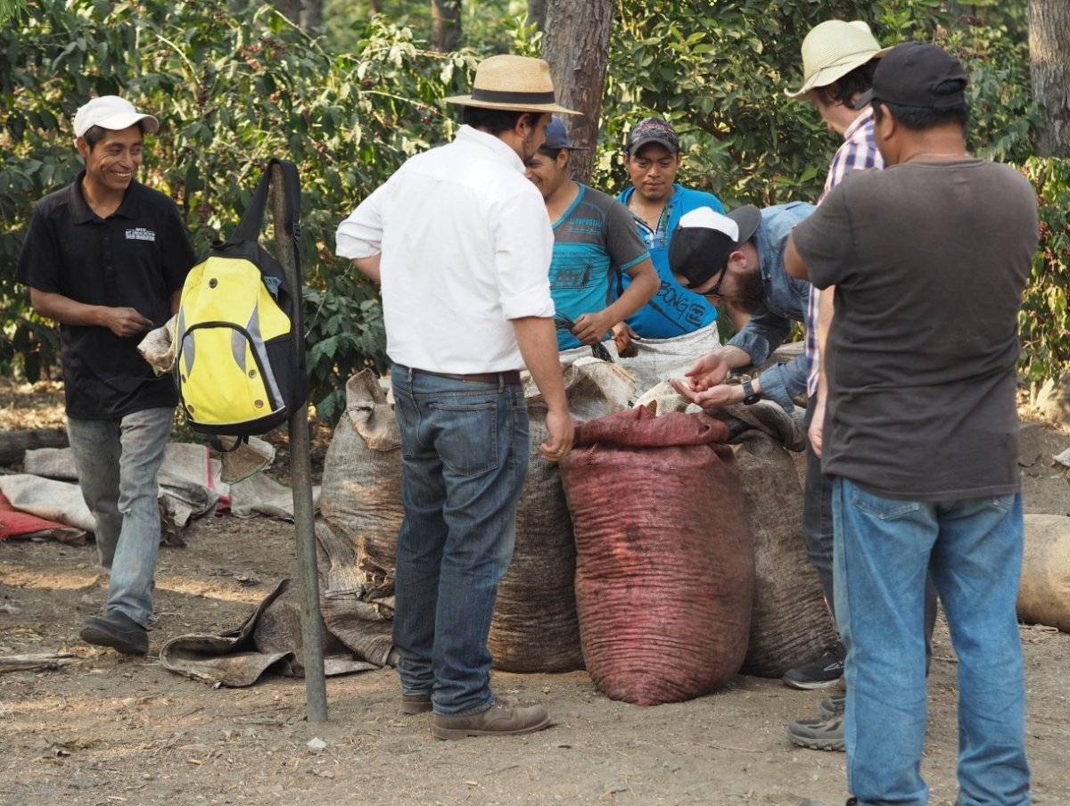 San Carlos. Café de Guatemala - Artisancoffee