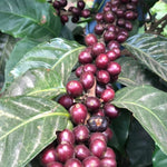 Santa Elisa. Café de Guatemala - Artisancoffee