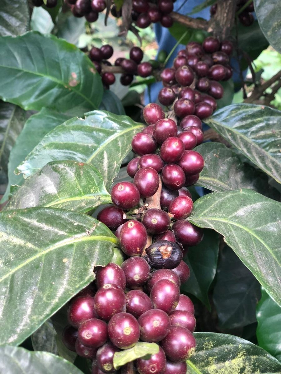 Santa Elisa. Café de Guatemala - Artisancoffee