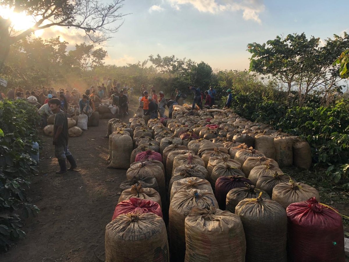 Santa Elisa. Café de Guatemala - Artisancoffee