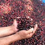 Santa Elisa. Café de Guatemala - Artisancoffee