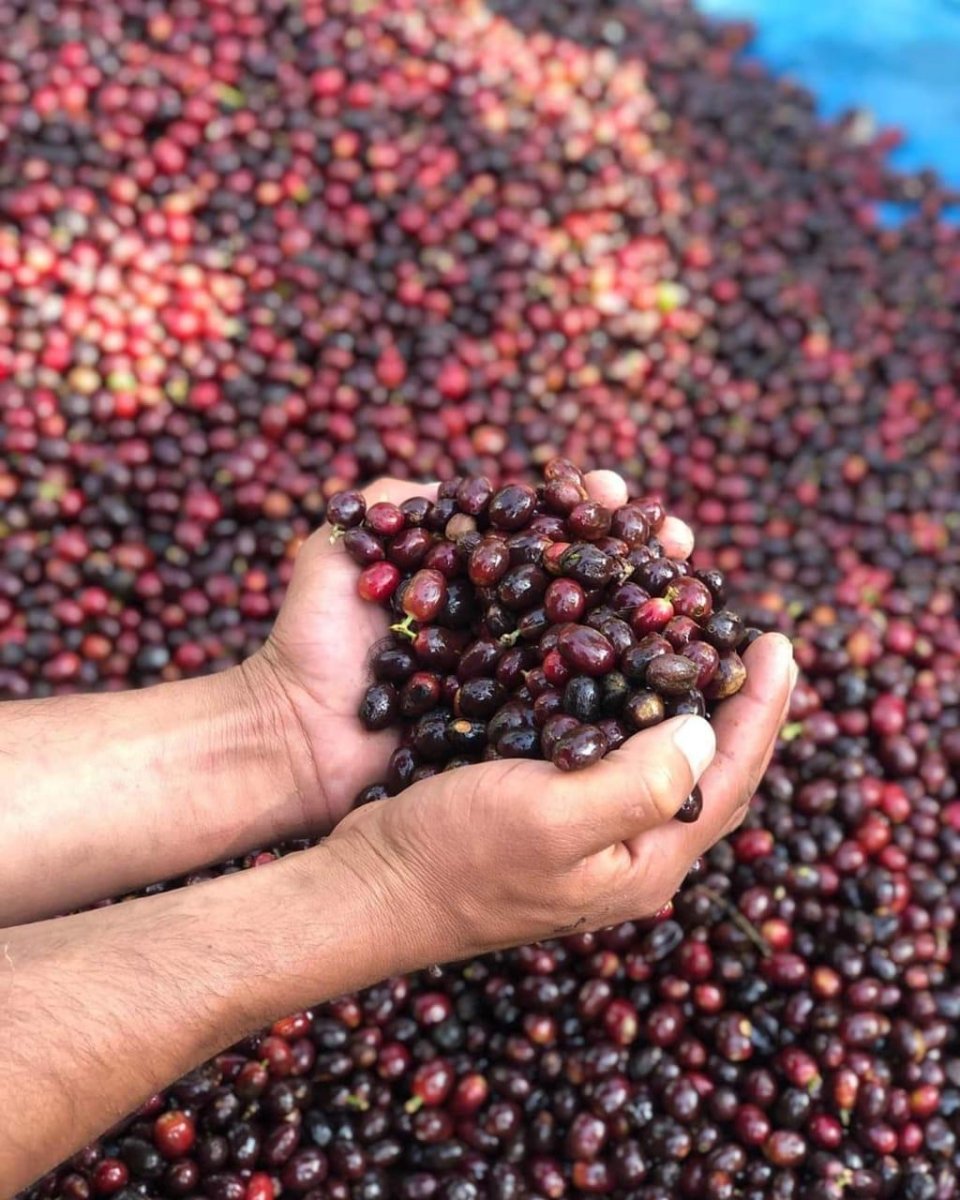 Santa Elisa. Café de Guatemala - Artisancoffee