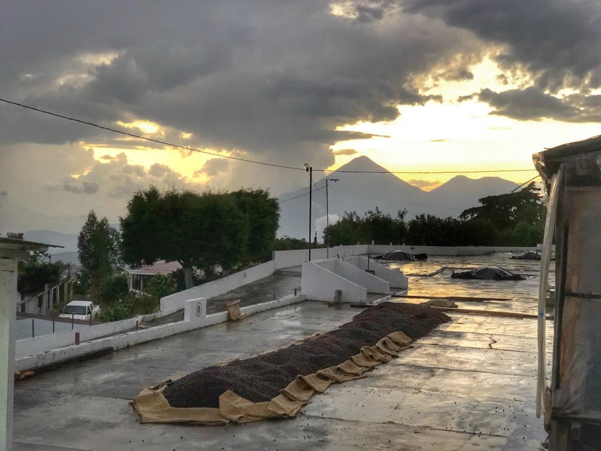 Santa Elisa. Café de Guatemala - Artisancoffee