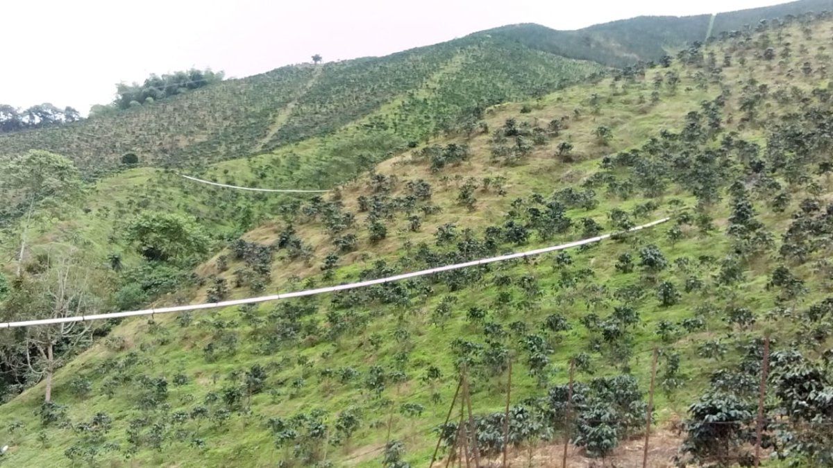 Santa Rosa. Café de Colombia - Artisancoffee