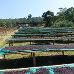 Sidama Dukale. Café de Etiopía. Natural Anaeróbico. - Artisancoffee