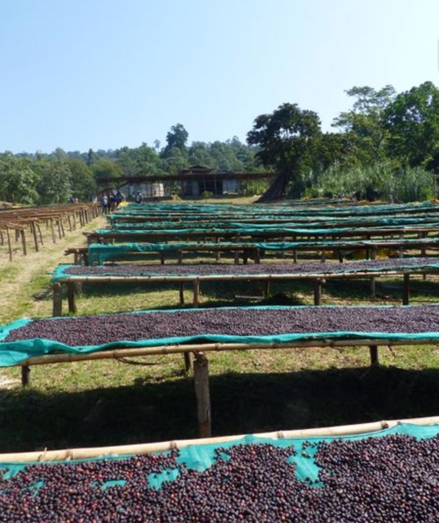 Sidama Dukale. Café de Etiopía. Natural Anaeróbico. - Artisancoffee