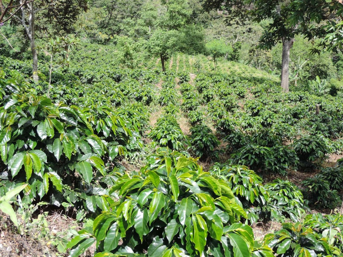 Sorany Castaño. Colombia - Artisancoffee