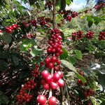 Sorany Castaño. Colombia - Artisancoffee