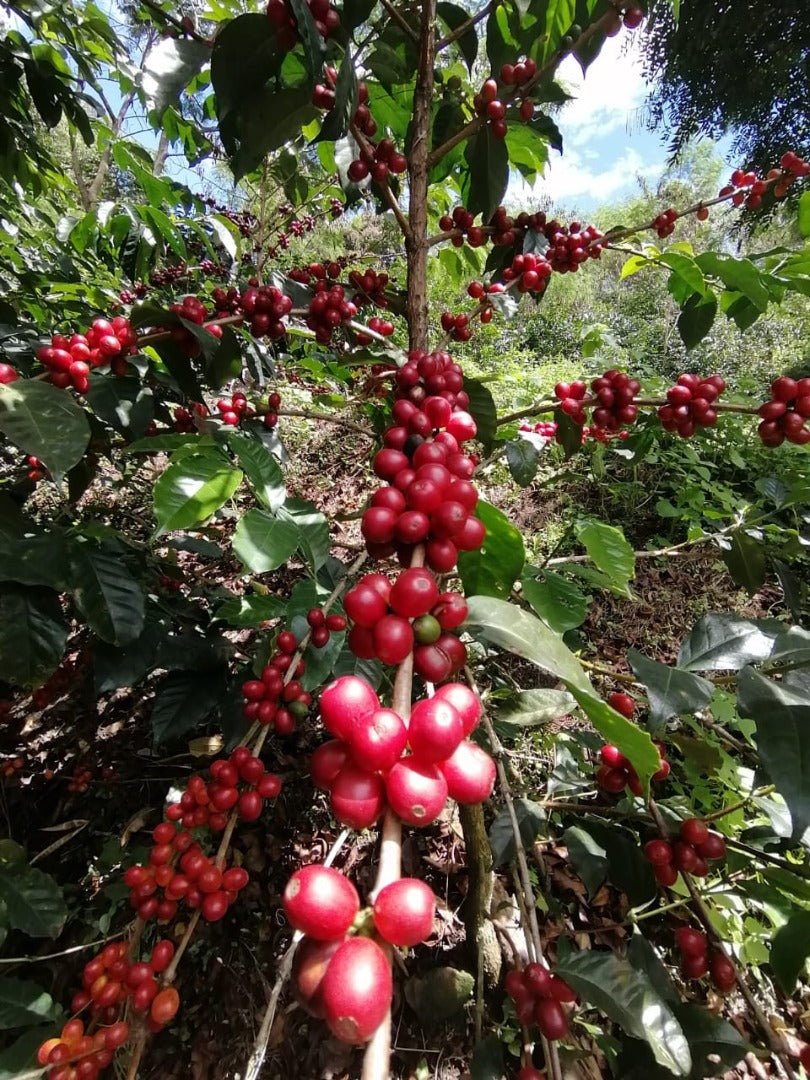 Sorany Castaño. Colombia - Artisancoffee