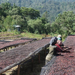 Suke. Café de Etiopía. Natural - Artisancoffee