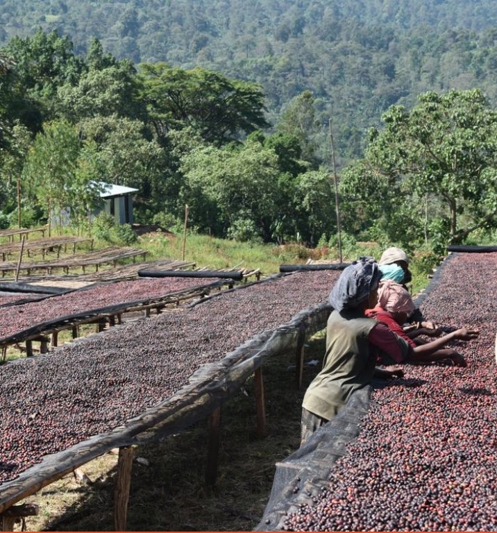 Suke. Café de Etiopía. Natural - Artisancoffee