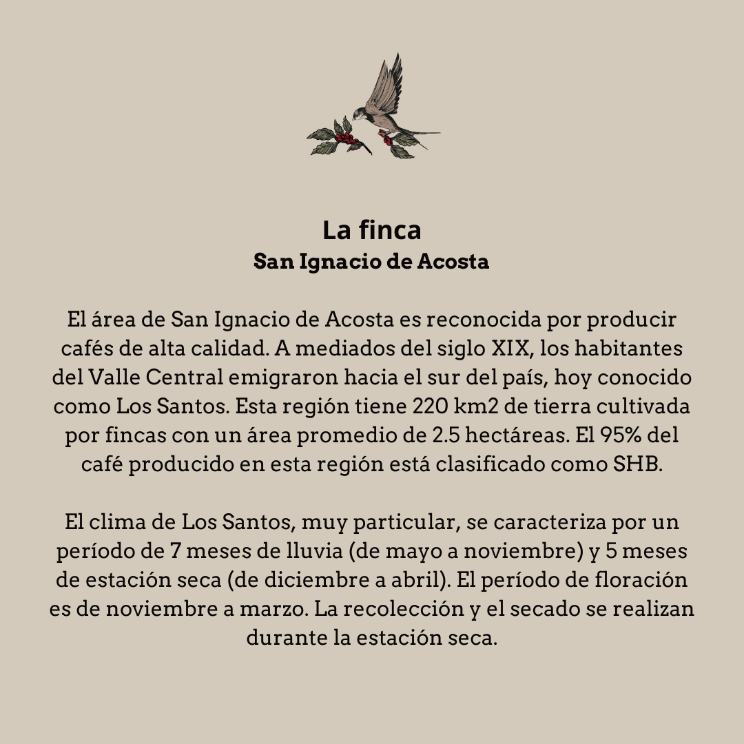 Tarrazu. Costa Rica - Artisancoffee