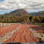Tarrazu. Costa Rica - Artisancoffee