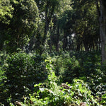 Alaka. Café de Etiopía, Guji. Lavado - Artisancoffee