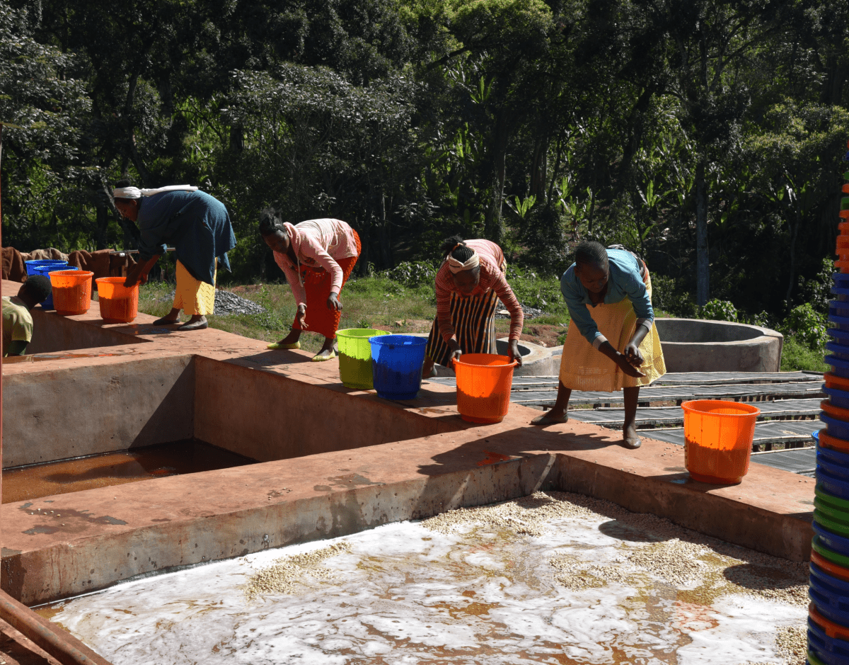 Alaka. Café de Etiopía, Guji. Lavado - Artisancoffee