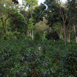 Alaka. Café de Etiopía, Guji. Lavado - Artisancoffee