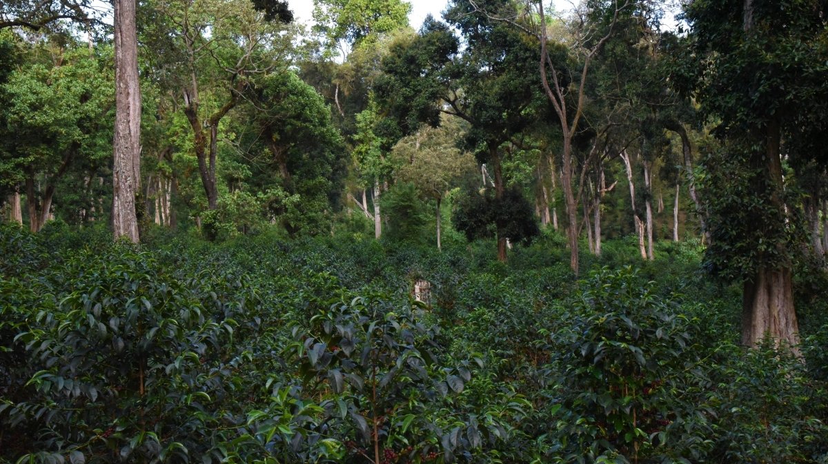Alaka. Café de Etiopía, Guji. Lavado - Artisancoffee
