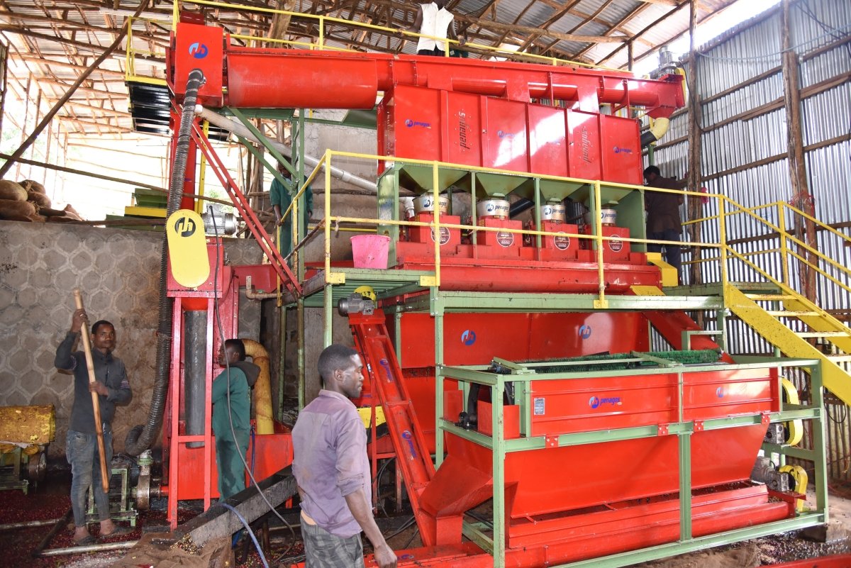 Alaka. Café de Etiopía, Guji. Lavado - Artisancoffee