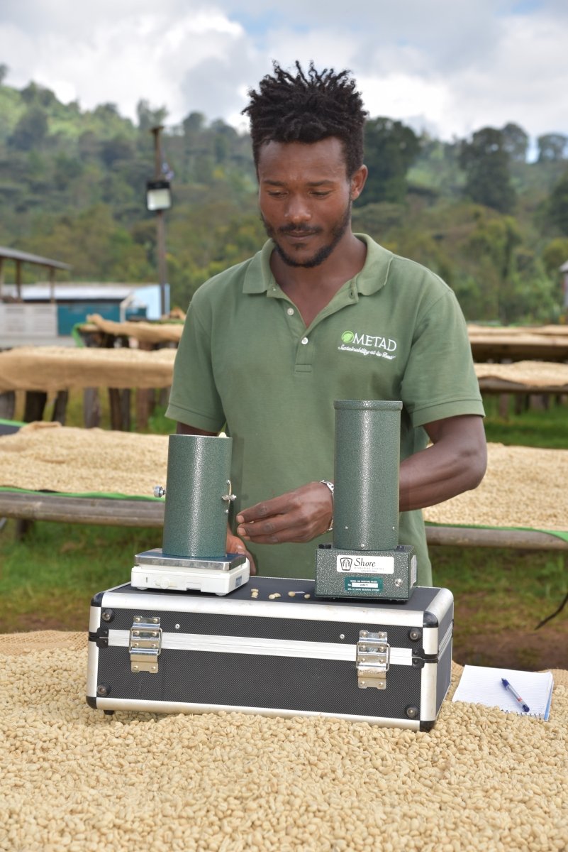 Alaka. Café de Etiopía, Guji. Lavado - Artisancoffee