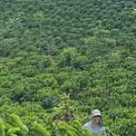 Aquiares. Café de Costa Rica. Lavado Anaeróbico - Artisancoffee