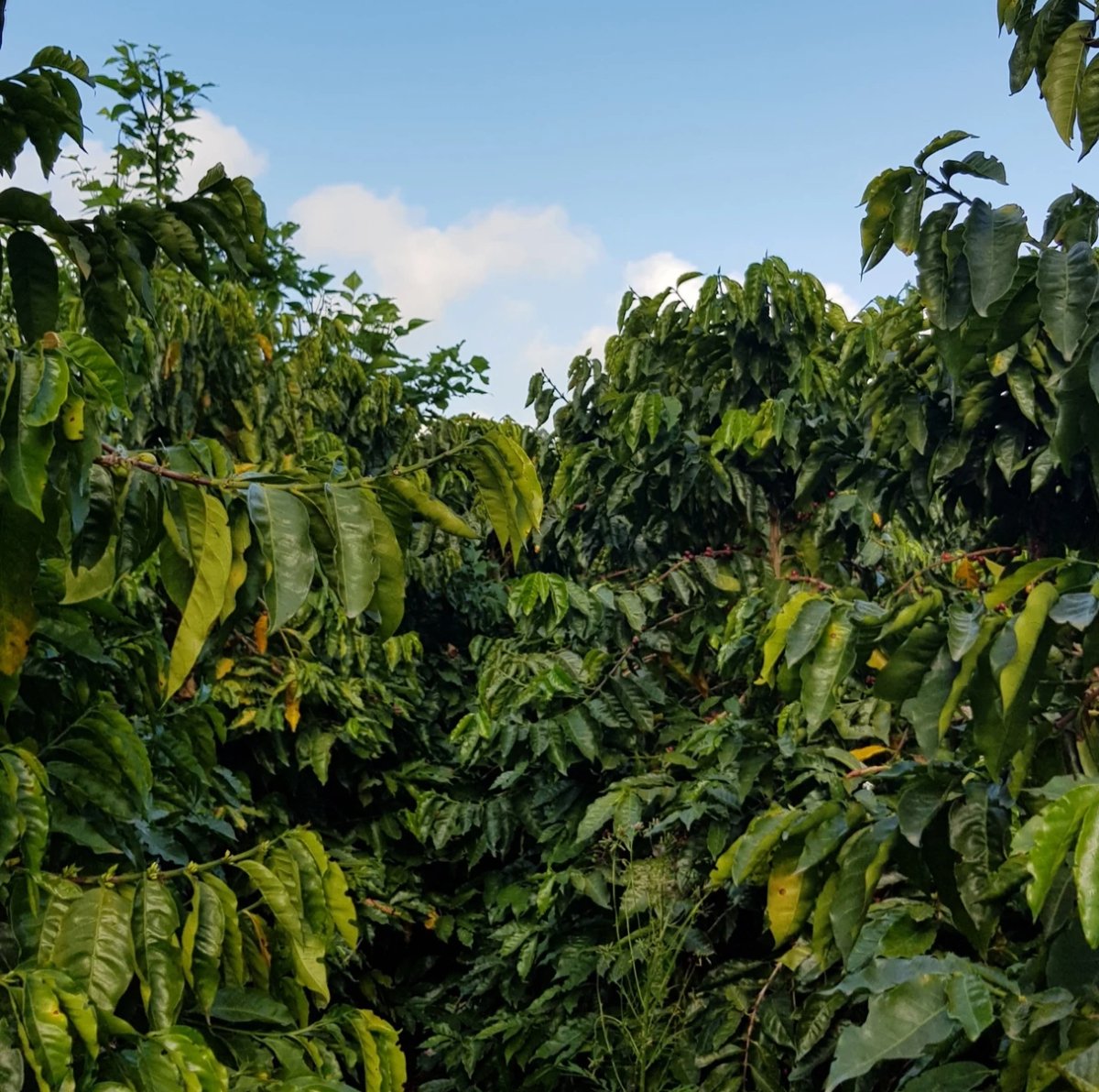 Aquiares. Café de Costa Rica. Lavado Anaeróbico - Artisancoffee