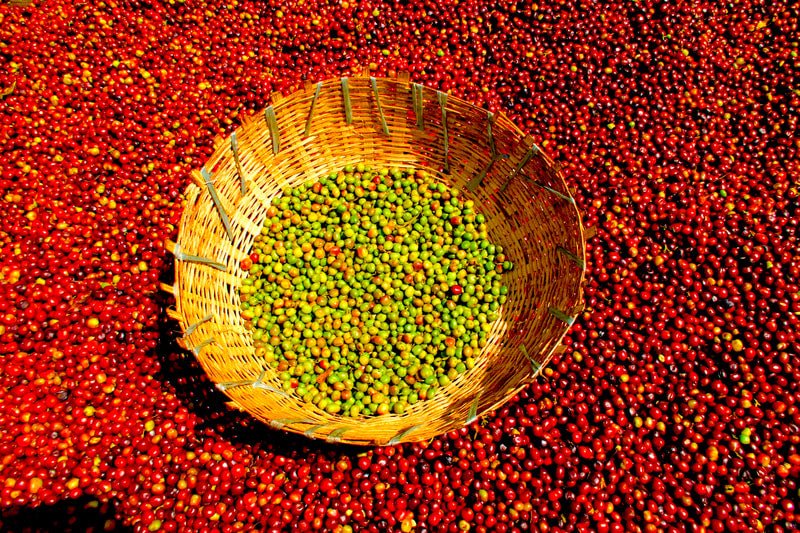 Ayla Bombe. Café de Etiopía, Sidama. Natural - Artisancoffee